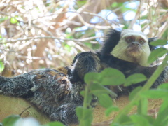 Callithrix geoffroyi