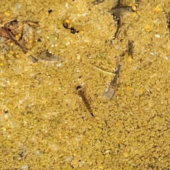 Culiseta incidens