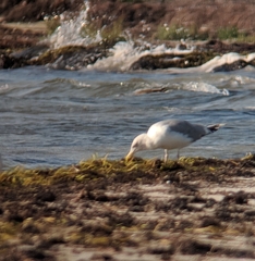 Larus argentatus argentatus
