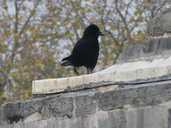 Corvus corone