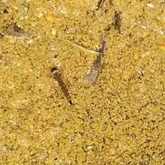Culiseta incidens