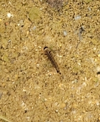 Culiseta incidens