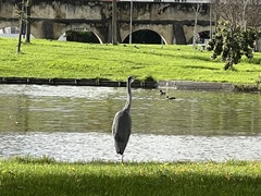 Ardea cinerea