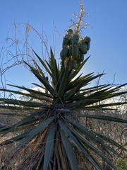 Yucca capensis