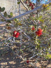 Castela peninsularis