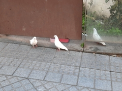 Columba livia domestica