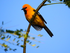 Icterus nigrogularis