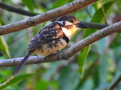 Hypnelus ruficollis