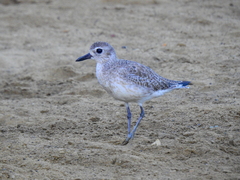 Pluvialis squatarola