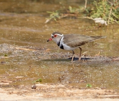 Charadrius tricollaris