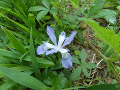 Iris cristata