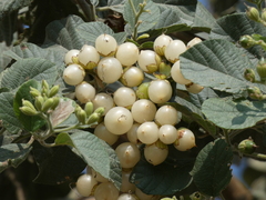 Cordia lutea