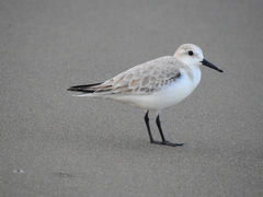 Calidris alba