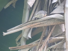 Campylorhynchus zonatus