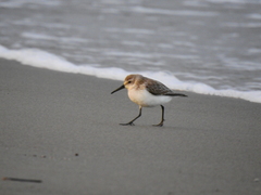 Calidris mauri