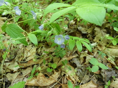 Polemonium reptans