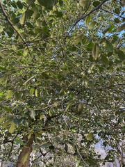 Ilex opaca
