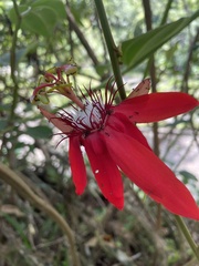 Coccinea
