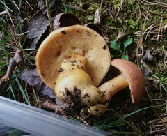 Aureoboletus roxanae