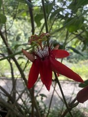 Coccinea