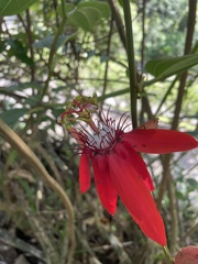 Coccinea