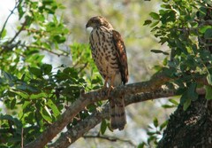 Accipiter tachiro tachiro