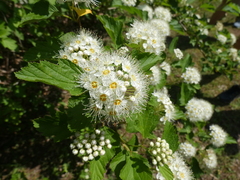 Physocarpus