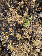 Frankenia salina