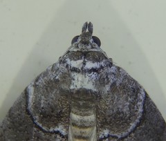 Corula geometroides
