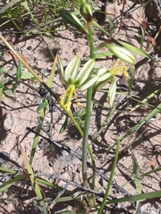 Albuca sabulosa
