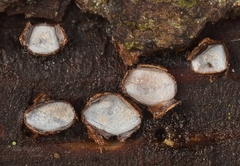 Propolis farinosa