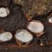 Propolis farinosa - Photo (c) Filip Fuljer, some rights reserved (CC BY-NC), uploaded by Filip Fuljer