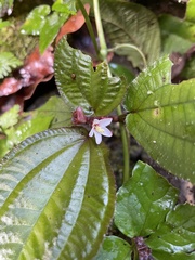 Bertolonieae