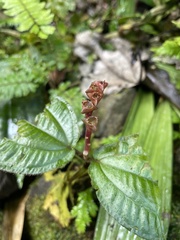 Bertolonieae