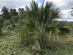 Sabal palmetto