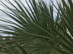 Sabal palmetto
