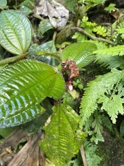 Bertolonieae