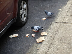 Columba livia domestica