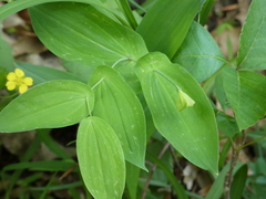 Uvularia perfoliata