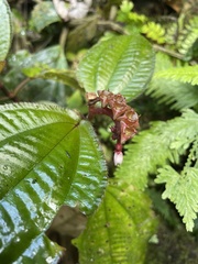 Bertolonieae