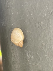 Bulimulus guadalupensis