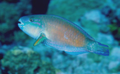 Pacific Bullethead Parrotfish