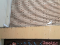 Columba livia domestica