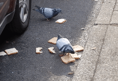 Columba livia domestica