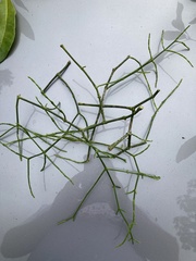 Dendrophthora domingensis