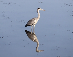 Ardea cinerea