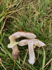Amanita rubescens annulosulphurea