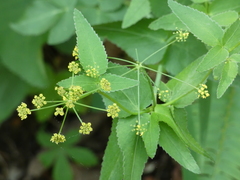 Thaspium trifoliatum