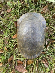 Deirochelys reticularia