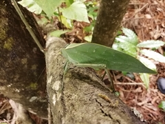 Stilpnochlora azteca